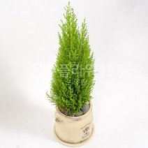 개업화분 당일배송 개업식 당일 화분배달 플라워365, 1개, 17 탁상용율마