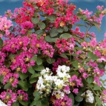 모종]배롱나무(목백일홍)-미니종혼합(색상랜덤) 10cm분/2개 QQ338