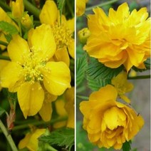 죽도화(황매화)/키100cm(5주묶음)/묘목/dd1422