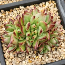 (특가)마리아 철화-랜덤