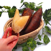 야콘 생과 3kg~ 실속(즙용) 중품 특품 최상품 선택가능, 중품 3kg, 1개