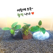 [상상아쿠아] 나나 활착, 일반나나, 에그스톤