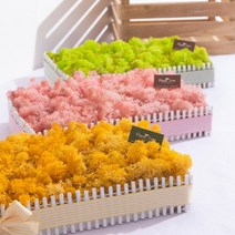 스칸디아모스정원set 30cmP 천연이끼 습기제거 미세먼지 공기정화 FSCANM, 핑크