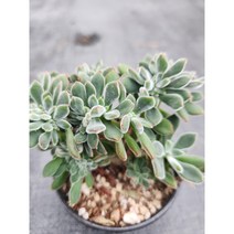 {정화다육} 다육식물 부용철화, 1개