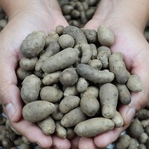 모자농부의 안동산마 마씨앗 2kg