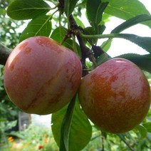 목하원예조경 자두나무 묘목 (왕자두) R3전후 결실주