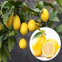 제철 과일 전문점 미국산 레몬 2~10kg 레몬청 레몬즙 아이스티 디톡스다이어트 천연비타민 비타민C 레몬에이드 레몬제스트 레몬다이어트 제주레몬 수입과일 녹차레몬 썬키스트레몬, 2kg