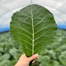 농산물마루 유기농 케일 신선초 1kg / 2kg/ 각 1kg, 케일+신선초 6kg (각3kg), 6kg, 1개