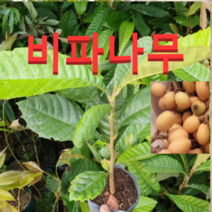 (성실농원)비파나무 묘목 실생2년생(포트) 3그루