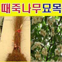 (D소망)쉬나무 묘목 실생2년 5그루