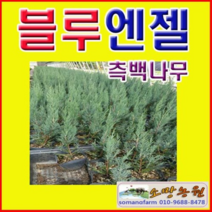 (D소망)블루엔젤(측백나무) 삽목3년(포트) 2그루