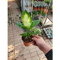 10~30cm 29 디펜바키아 마리안느 소품