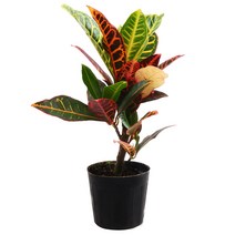 미미네가든 크로톤 1포트 - 공기정화식물 거실화분, 단품