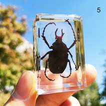향유고래문진 책누르게 손잡이문진 수지의 아름다운 곤충 동물 수집 문진 사무실 책상 과학, 5, 협력사