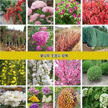 꽃나무 조경수묘목 장미 조팝나무 꽃댕강나무 회양목 측백나무 편백나무 개나리 진달래 철쭉 영산홍 매화나무 벚나무 능소화 치자나무 남천 함박꽃 목단 배롱나무 홍도화 라일락, 치자나무3년생 55cm