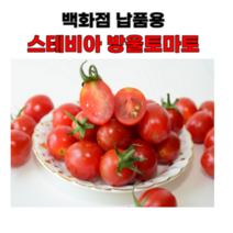 단마토 스테비아 방울토마토 토망고 샤인마토 망고토마토 500g x2팩 2kg 4팩 설탕 토마토, 01. 500g x 1팩