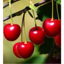 체리나무묘목(라핀 써미트 일반대목), 접목1년 써미트, 중묘