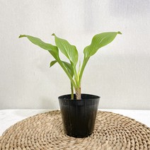 비비추, 1개