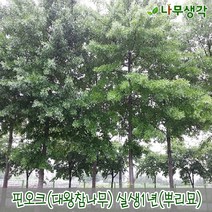 착한가격나무생각 핀오크(대왕참나무) 실생1년 뿌리묘 10주묶음