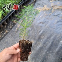 편백 나무 묘목 20cm 플러그묘 정원 생울타리 가드닝, 편백 20cm이상 플러그묘