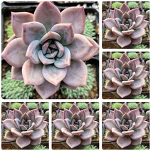 [별난다육] 희귀다육이 38종, 15번-  화이트샴페인, 1개