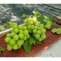 금강원예 샤인머스캣 나무, 결실주 대형, 1개