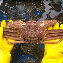 [활 대게] 동해안 최고급대게 생물 3마리(중9~9.4cm), 단품