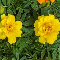 꽃모종/ (메리골드 노랑 ) / 10cm포트 10개 MJ42