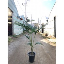 겐차야자 대형 실내 공기정화식물 행복한꽃농원, 1개