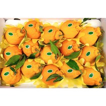 제주 한라봉 노지 고당도한라봉 3kg 5kg 10kg 중소과/혼합과 선물용한라봉 못난이한라봉 22년 첫수확 가정용 제주도한라봉 한라봉제철 제주과일 제주도과일 생신선물 설날 명절선물, 한라봉 5kg (선물용/포장 택배비 포함)
