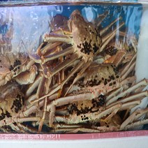 [푸드맛봄] 동해안 구룡포 산지발송 생물 대게 중 1마리 /몸통수율60~65%내외 다리수율, 상세 설명 참조