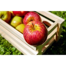 초특가 흠집사과 껍질째먹는 꿀사과 못난이 흠과 10kg, 대과 (21-30과)