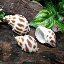 바빌론쉘 (2~3.3cm) 소라게쉘, 타이니~소 :2~2.3cm
