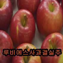 미니사과나무(루비에스)결실주 1그루/묘목/나무묘목/유실수/꽃나무/과실수/