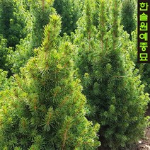 코니카가문비 3종과 가문비 특선, 04. 리틀잼-6호사각, 1개