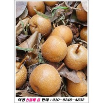 돌배즙 판매(010-9248-4832) /오리지널 야생