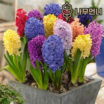 히아신스 히야신스 구근 2023년 7종 5구세트 나무언니, 카네기(5구세트)