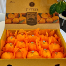 제주 명품 레드향 당도14brix이상!, 선물포장 레드향, 5kg(대과/10~15과)