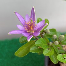 [다온야생화] N3018 수련목 (10cm) [랜덤], 1개