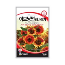 모칸도 (무배)세계 이브닝썬 해바라기꽃씨 (30립)