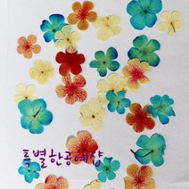 불두화 3색혼합 압화25개B-03-007