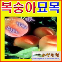 (소망)복숭아나무묘목(엘바트 장호원황도)접목1년2그루