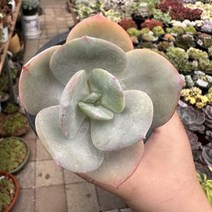 [해와달다육] 백봉 다육이, 1개