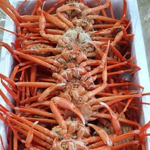 포항 구룡포 홍게 명풍소 10미 자숙홍게 당일조업 선주직송