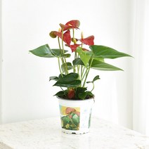 안스리움 중품 모종 공기정화 식물 꽃, 안스리움 주황 중품 모종