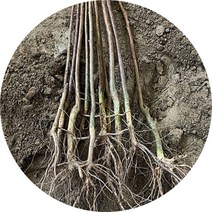 목백일홍 배롱나무 2년생5주