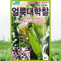 얼룩대학찰 옥수수씨 80립 그유명한 옥수수씨앗 채소종자