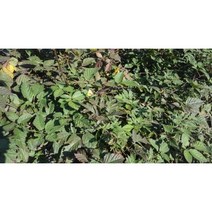 과수/유실수 슈퍼블랙베리(가시없는 복분자)묘목, 슈퍼블랙베리 결실주(분)_2주, 1개