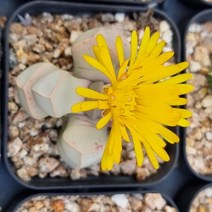 리톱스 꽃 마옥 다육이 라피다리아 탈피 다육 2단130