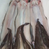 통영직송 자연산 바다장어 대장어 중장어 1kg (손질후800g)-오후3시까지주문 당일발송, 1~2마리, 대장어1kg